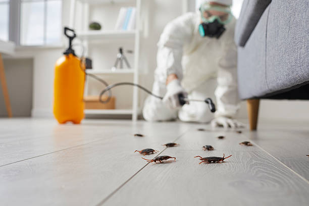 Commercial Kitchen Cockroach Control in Euless